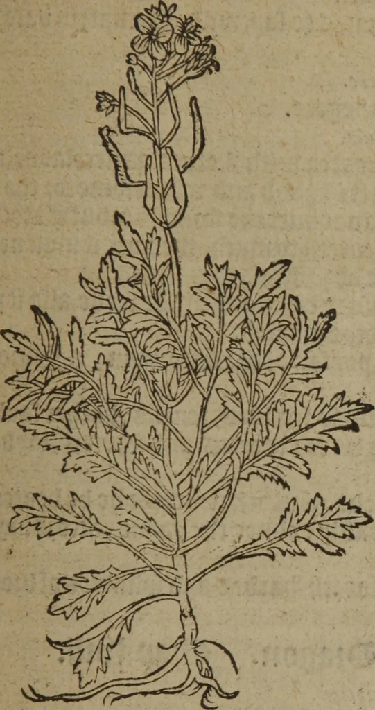 An illustration from A nievve herball, or Historie of plantes : wherein is contayned the whole discourse and perfect description of all sortes of herbes and plantes : their divers & sundry kindes ... and that not onely of those whiche are here growyng in this our countrie of Englande, but of all others also of forrayne realmes commonly used in physicke ; first set foorth in the Doutche or Almaigne tongue, 1578, leaf 648