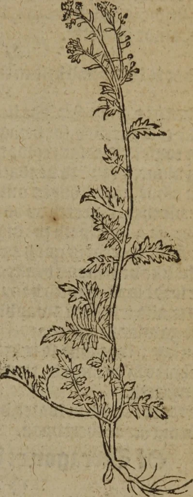 An illustration from A nievve herball, or Historie of plantes : wherein is contayned the whole discourse and perfect description of all sortes of herbes and plantes : their divers & sundry kindes ... and that not onely of those whiche are here growyng in this our countrie of Englande, but of all others also of forrayne realmes commonly used in physicke ; first set foorth in the Doutche or Almaigne tongue, 1578, leaf 648