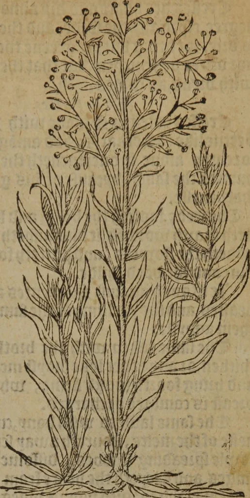 An illustration from A nievve herball, or Historie of plantes : wherein is contayned the whole discourse and perfect description of all sortes of herbes and plantes : their divers & sundry kindes ... and that not onely of those whiche are here growyng in this our countrie of Englande, but of all others also of forrayne realmes commonly used in physicke ; first set foorth in the Doutche or Almaigne tongue, 1578, leaf 650