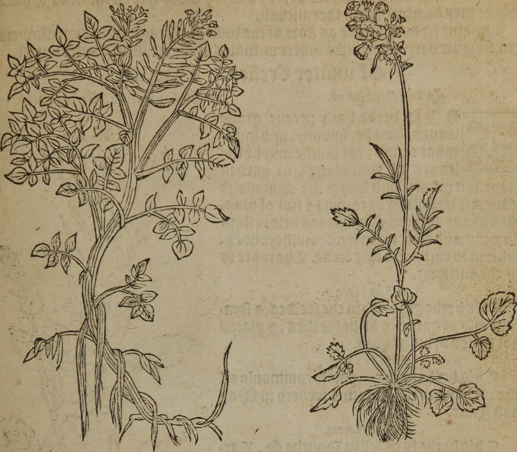 An illustration from A nievve herball, or Historie of plantes : wherein is contayned the whole discourse and perfect description of all sortes of herbes and plantes : their divers & sundry kindes ... and that not onely of those whiche are here growyng in this our countrie of Englande, but of all others also of forrayne realmes commonly used in physicke ; first set foorth in the Doutche or Almaigne tongue, 1578, leaf 652