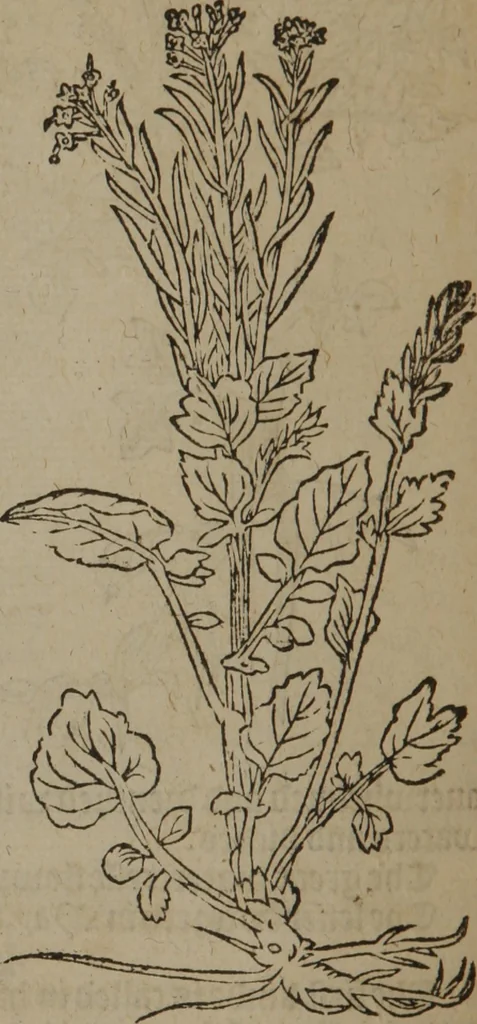 An illustration from A nievve herball, or Historie of plantes : wherein is contayned the whole discourse and perfect description of all sortes of herbes and plantes : their divers & sundry kindes ... and that not onely of those whiche are here growyng in this our countrie of Englande, but of all others also of forrayne realmes commonly used in physicke ; first set foorth in the Doutche or Almaigne tongue, 1578, leaf 653