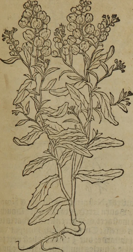 An illustration from A nievve herball, or Historie of plantes : wherein is contayned the whole discourse and perfect description of all sortes of herbes and plantes : their divers & sundry kindes ... and that not onely of those whiche are here growyng in this our countrie of Englande, but of all others also of forrayne realmes commonly used in physicke ; first set foorth in the Doutche or Almaigne tongue, 1578, leaf 654