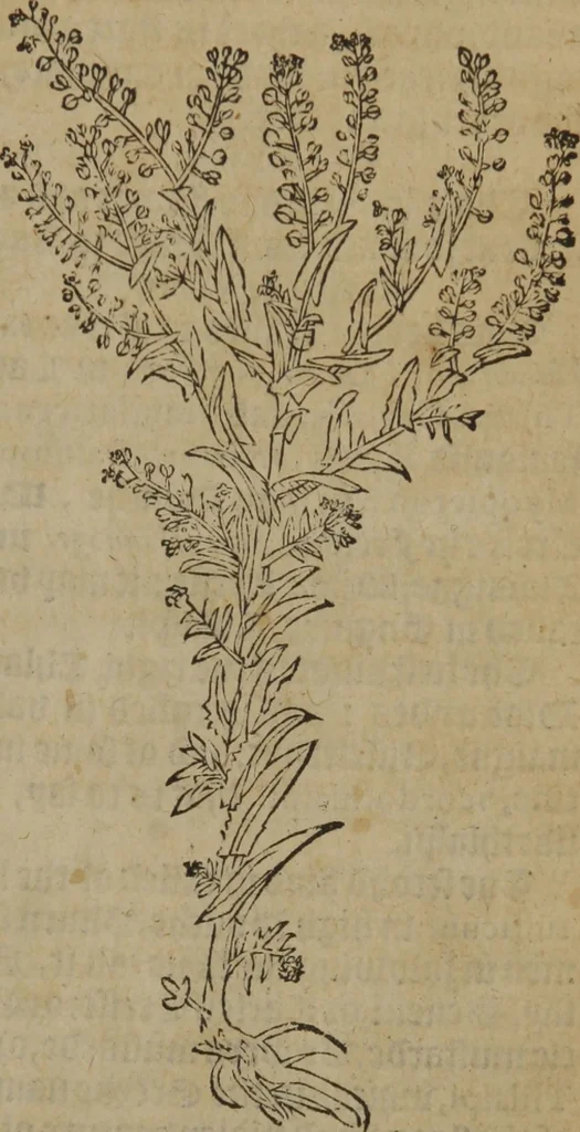 An illustration from A nievve herball, or Historie of plantes : wherein is contayned the whole discourse and perfect description of all sortes of herbes and plantes : their divers & sundry kindes ... and that not onely of those whiche are here growyng in this our countrie of Englande, but of all others also of forrayne realmes commonly used in physicke ; first set foorth in the Doutche or Almaigne tongue, 1578, leaf 654