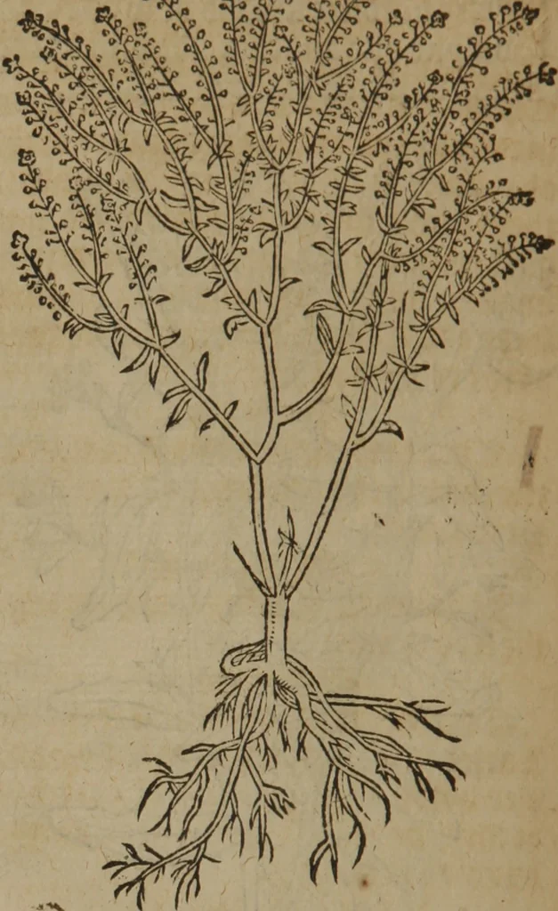 An illustration from A nievve herball, or Historie of plantes : wherein is contayned the whole discourse and perfect description of all sortes of herbes and plantes : their divers & sundry kindes ... and that not onely of those whiche are here growyng in this our countrie of Englande, but of all others also of forrayne realmes commonly used in physicke ; first set foorth in the Doutche or Almaigne tongue, 1578, leaf 655