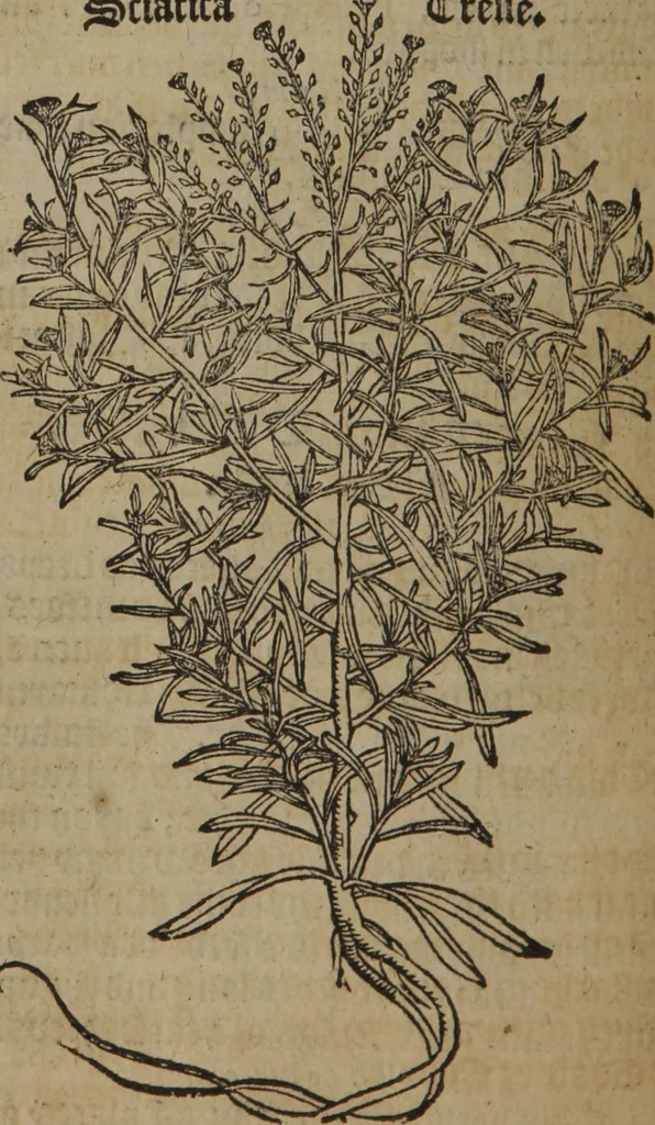 An illustration from A nievve herball, or Historie of plantes : wherein is contayned the whole discourse and perfect description of all sortes of herbes and plantes : their divers & sundry kindes ... and that not onely of those whiche are here growyng in this our countrie of Englande, but of all others also of forrayne realmes commonly used in physicke ; first set foorth in the Doutche or Almaigne tongue, 1578, leaf 657