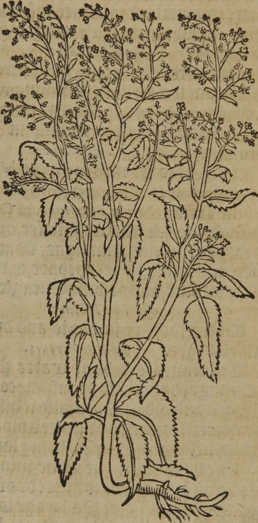 An illustration from A nievve herball, or Historie of plantes : wherein is contayned the whole discourse and perfect description of all sortes of herbes and plantes : their divers & sundry kindes ... and that not onely of those whiche are here growyng in this our countrie of Englande, but of all others also of forrayne realmes commonly used in physicke ; first set foorth in the Doutche or Almaigne tongue, 1578, leaf 658