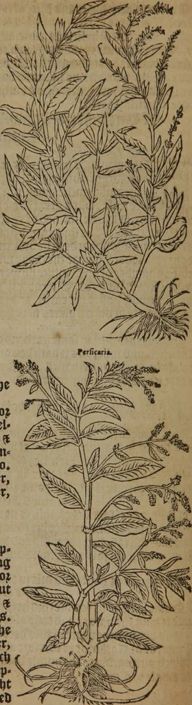 An illustration from A nievve herball, or Historie of plantes : wherein is contayned the whole discourse and perfect description of all sortes of herbes and plantes : their divers & sundry kindes ... and that not onely of those whiche are here growyng in this our countrie of Englande, but of all others also of forrayne realmes commonly used in physicke ; first set foorth in the Doutche or Almaigne tongue, 1578, leaf 659
