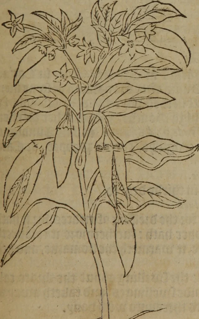 An illustration from A nievve herball, or Historie of plantes : wherein is contayned the whole discourse and perfect description of all sortes of herbes and plantes : their divers & sundry kindes ... and that not onely of those whiche are here growyng in this our countrie of Englande, but of all others also of forrayne realmes commonly used in physicke ; first set foorth in the Doutche or Almaigne tongue, 1578, leaf 660