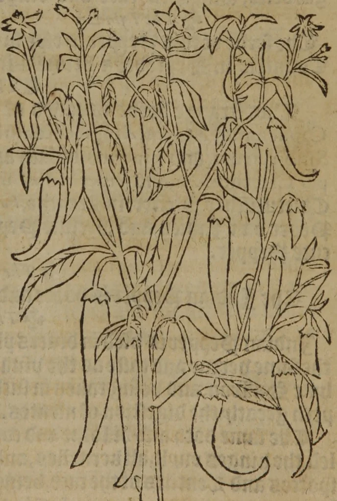 An illustration from A nievve herball, or Historie of plantes : wherein is contayned the whole discourse and perfect description of all sortes of herbes and plantes : their divers & sundry kindes ... and that not onely of those whiche are here growyng in this our countrie of Englande, but of all others also of forrayne realmes commonly used in physicke ; first set foorth in the Doutche or Almaigne tongue, 1578, leaf 660