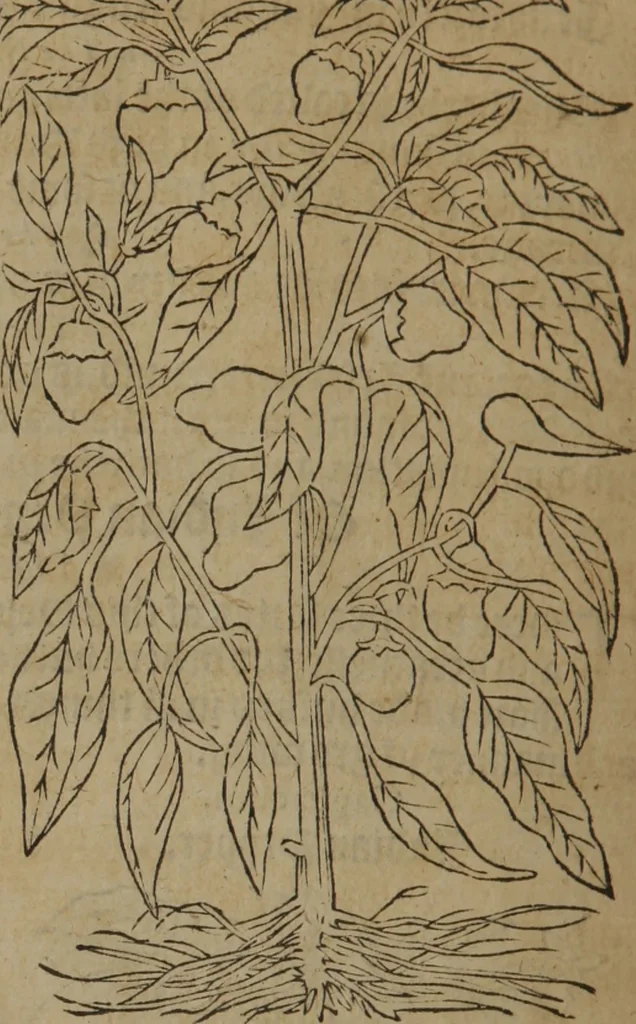 An illustration from A nievve herball, or Historie of plantes : wherein is contayned the whole discourse and perfect description of all sortes of herbes and plantes : their divers & sundry kindes ... and that not onely of those whiche are here growyng in this our countrie of Englande, but of all others also of forrayne realmes commonly used in physicke ; first set foorth in the Doutche or Almaigne tongue, 1578, leaf 661