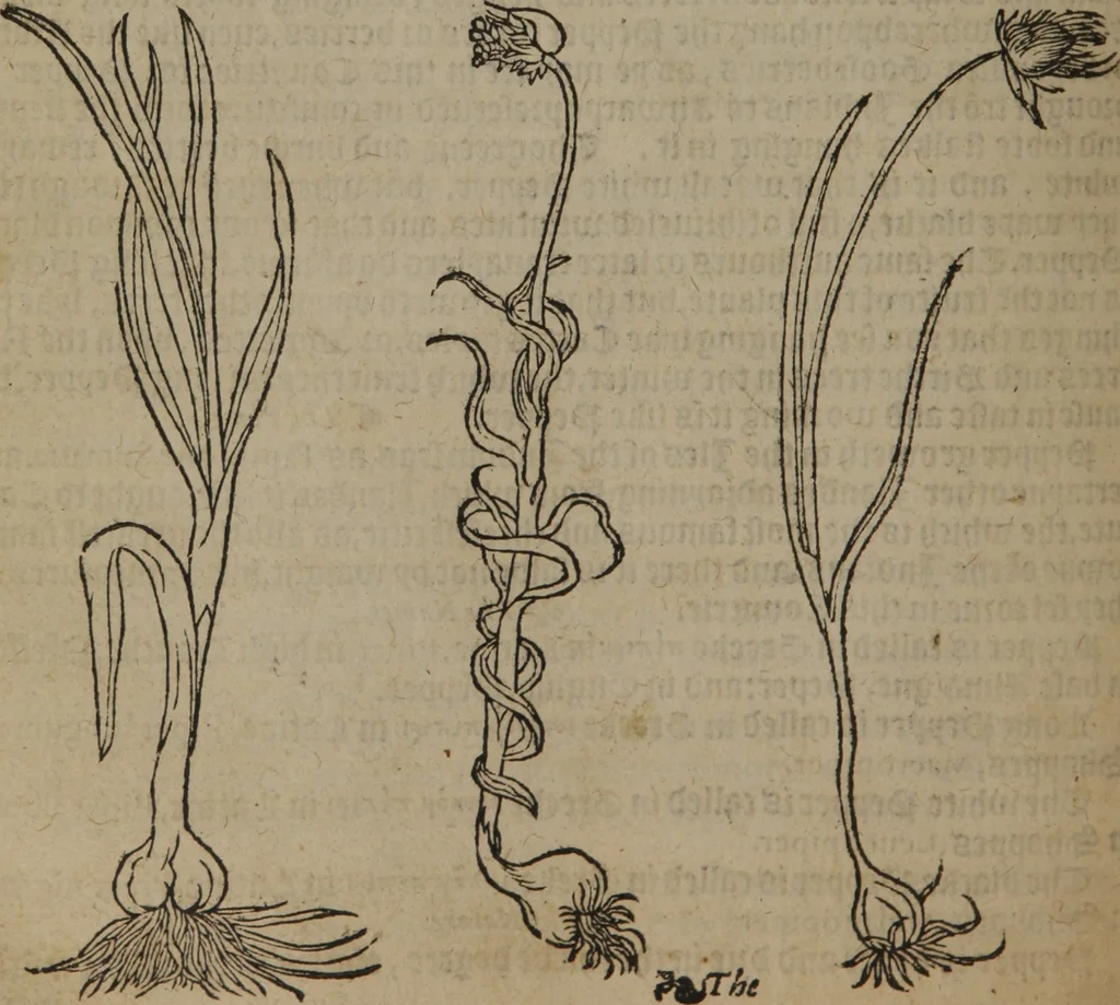 An illustration from A nievve herball, or Historie of plantes : wherein is contayned the whole discourse and perfect description of all sortes of herbes and plantes : their divers & sundry kindes ... and that not onely of those whiche are here growyng in this our countrie of Englande, but of all others also of forrayne realmes commonly used in physicke ; first set foorth in the Doutche or Almaigne tongue, 1578, leaf 663