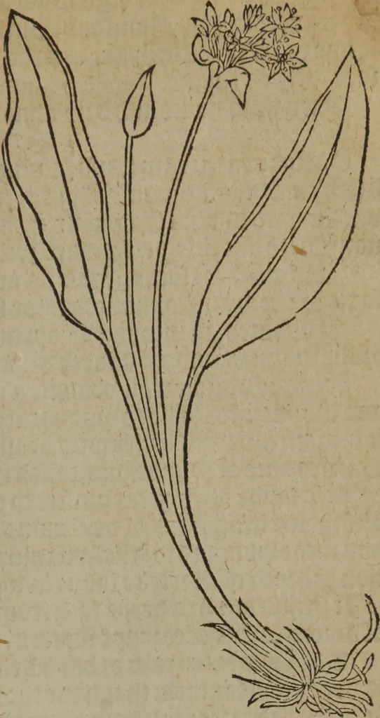 An illustration from A nievve herball, or Historie of plantes : wherein is contayned the whole discourse and perfect description of all sortes of herbes and plantes : their divers & sundry kindes ... and that not onely of those whiche are here growyng in this our countrie of Englande, but of all others also of forrayne realmes commonly used in physicke ; first set foorth in the Doutche or Almaigne tongue, 1578, leaf 664