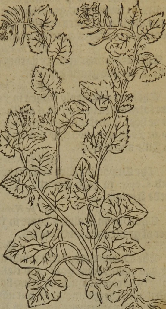 An illustration from A nievve herball, or Historie of plantes : wherein is contayned the whole discourse and perfect description of all sortes of herbes and plantes : their divers & sundry kindes ... and that not onely of those whiche are here growyng in this our countrie of Englande, but of all others also of forrayne realmes commonly used in physicke ; first set foorth in the Doutche or Almaigne tongue, 1578, leaf 666