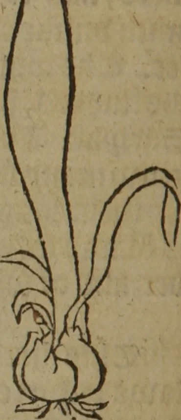 An illustration from A nievve herball, or Historie of plantes : wherein is contayned the whole discourse and perfect description of all sortes of herbes and plantes : their divers & sundry kindes ... and that not onely of those whiche are here growyng in this our countrie of Englande, but of all others also of forrayne realmes commonly used in physicke ; first set foorth in the Doutche or Almaigne tongue, 1578, leaf 667