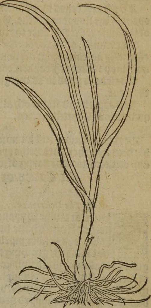 An illustration from A nievve herball, or Historie of plantes : wherein is contayned the whole discourse and perfect description of all sortes of herbes and plantes : their divers & sundry kindes ... and that not onely of those whiche are here growyng in this our countrie of Englande, but of all others also of forrayne realmes commonly used in physicke ; first set foorth in the Doutche or Almaigne tongue, 1578, leaf 668