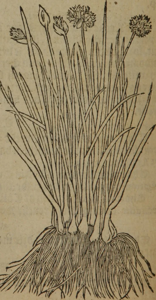 An illustration from A nievve herball, or Historie of plantes : wherein is contayned the whole discourse and perfect description of all sortes of herbes and plantes : their divers & sundry kindes ... and that not onely of those whiche are here growyng in this our countrie of Englande, but of all others also of forrayne realmes commonly used in physicke ; first set foorth in the Doutche or Almaigne tongue, 1578, leaf 669