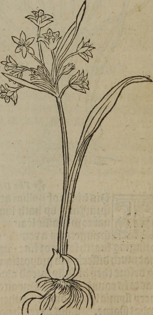 An illustration from A nievve herball, or Historie of plantes : wherein is contayned the whole discourse and perfect description of all sortes of herbes and plantes : their divers & sundry kindes ... and that not onely of those whiche are here growyng in this our countrie of Englande, but of all others also of forrayne realmes commonly used in physicke ; first set foorth in the Doutche or Almaigne tongue, 1578, leaf 670