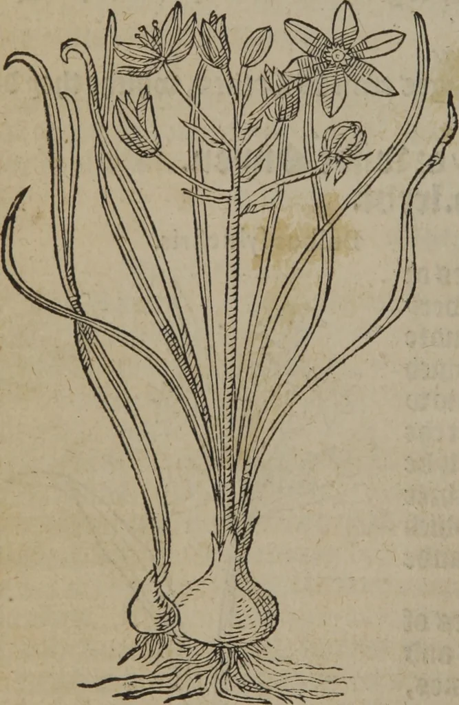 An illustration from A nievve herball, or Historie of plantes : wherein is contayned the whole discourse and perfect description of all sortes of herbes and plantes : their divers & sundry kindes ... and that not onely of those whiche are here growyng in this our countrie of Englande, but of all others also of forrayne realmes commonly used in physicke ; first set foorth in the Doutche or Almaigne tongue, 1578, leaf 671