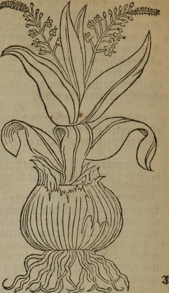 An illustration from A nievve herball, or Historie of plantes : wherein is contayned the whole discourse and perfect description of all sortes of herbes and plantes : their divers & sundry kindes ... and that not onely of those whiche are here growyng in this our countrie of Englande, but of all others also of forrayne realmes commonly used in physicke ; first set foorth in the Doutche or Almaigne tongue, 1578, leaf 673