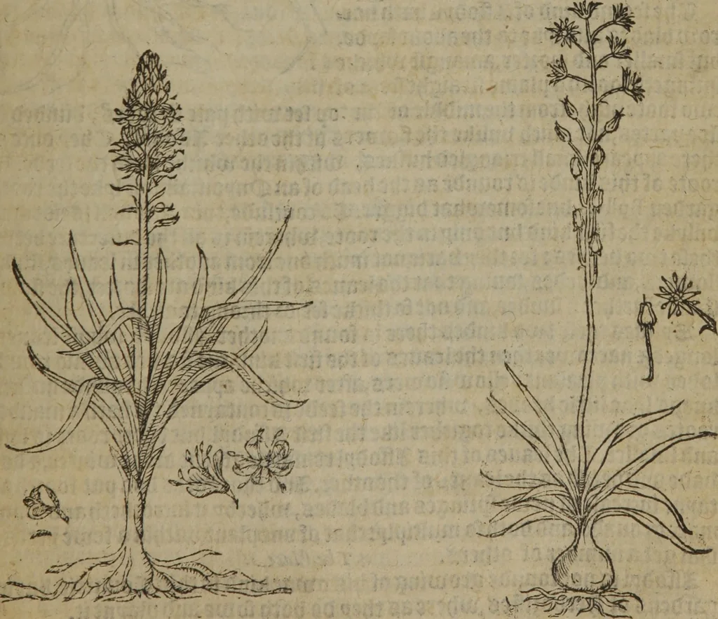 An illustration from A nievve herball, or Historie of plantes : wherein is contayned the whole discourse and perfect description of all sortes of herbes and plantes : their divers & sundry kindes ... and that not onely of those whiche are here growyng in this our countrie of Englande, but of all others also of forrayne realmes commonly used in physicke ; first set foorth in the Doutche or Almaigne tongue, 1578, leaf 674