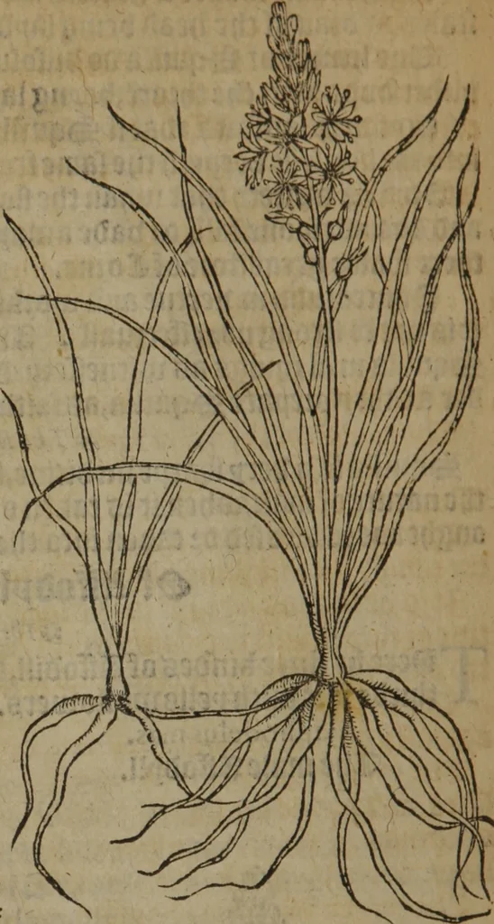 An illustration from A nievve herball, or Historie of plantes : wherein is contayned the whole discourse and perfect description of all sortes of herbes and plantes : their divers & sundry kindes ... and that not onely of those whiche are here growyng in this our countrie of Englande, but of all others also of forrayne realmes commonly used in physicke ; first set foorth in the Doutche or Almaigne tongue, 1578, leaf 675