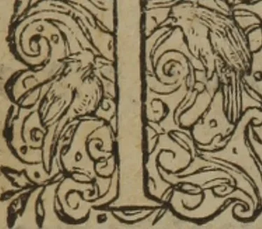 An illustration from A nievve herball, or Historie of plantes : wherein is contayned the whole discourse and perfect description of all sortes of herbes and plantes : their divers & sundry kindes ... and that not onely of those whiche are here growyng in this our countrie of Englande, but of all others also of forrayne realmes commonly used in physicke ; first set foorth in the Doutche or Almaigne tongue, 1578, leaf 677