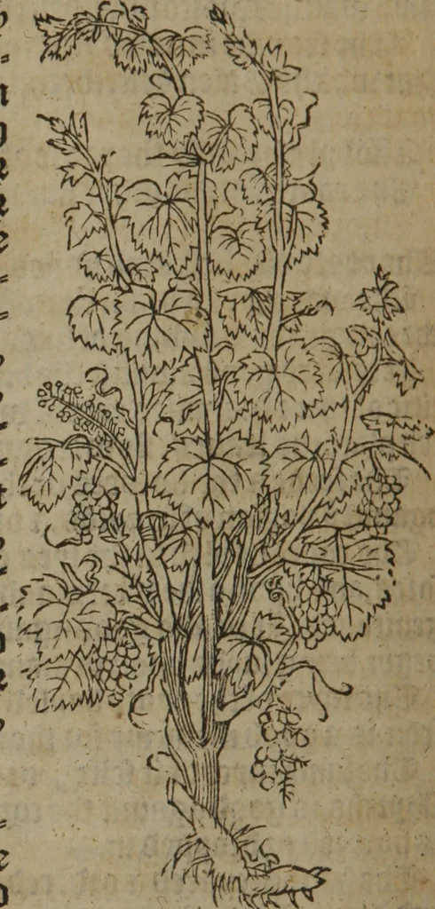 An illustration from A nievve herball, or Historie of plantes : wherein is contayned the whole discourse and perfect description of all sortes of herbes and plantes : their divers & sundry kindes ... and that not onely of those whiche are here growyng in this our countrie of Englande, but of all others also of forrayne realmes commonly used in physicke ; first set foorth in the Doutche or Almaigne tongue, 1578, leaf 677
