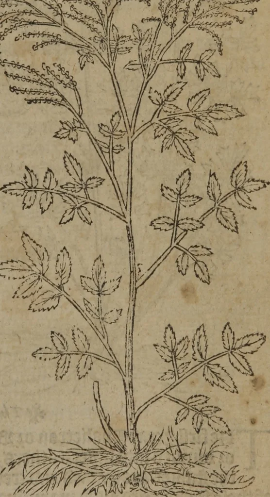 An illustration from A nievve herball, or Historie of plantes : wherein is contayned the whole discourse and perfect description of all sortes of herbes and plantes : their divers & sundry kindes ... and that not onely of those whiche are here growyng in this our countrie of Englande, but of all others also of forrayne realmes commonly used in physicke ; first set foorth in the Doutche or Almaigne tongue, 1578, leaf 68