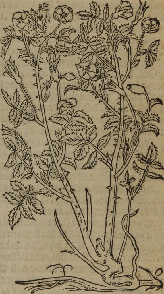 An illustration from A nievve herball, or Historie of plantes : wherein is contayned the whole discourse and perfect description of all sortes of herbes and plantes : their divers & sundry kindes ... and that not onely of those whiche are here growyng in this our countrie of Englande, but of all others also of forrayne realmes commonly used in physicke ; first set foorth in the Doutche or Almaigne tongue, 1578, leaf 680