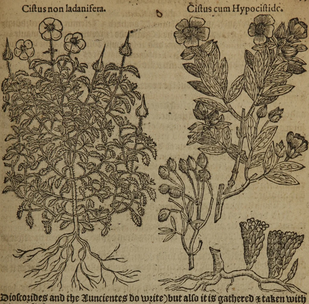 An illustration from A nievve herball, or Historie of plantes : wherein is contayned the whole discourse and perfect description of all sortes of herbes and plantes : their divers & sundry kindes ... and that not onely of those whiche are here growyng in this our countrie of Englande, but of all others also of forrayne realmes commonly used in physicke ; first set foorth in the Doutche or Almaigne tongue, 1578, leaf 686