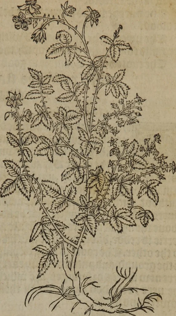 An illustration from A nievve herball, or Historie of plantes : wherein is contayned the whole discourse and perfect description of all sortes of herbes and plantes : their divers & sundry kindes ... and that not onely of those whiche are here growyng in this our countrie of Englande, but of all others also of forrayne realmes commonly used in physicke ; first set foorth in the Doutche or Almaigne tongue, 1578, leaf 688