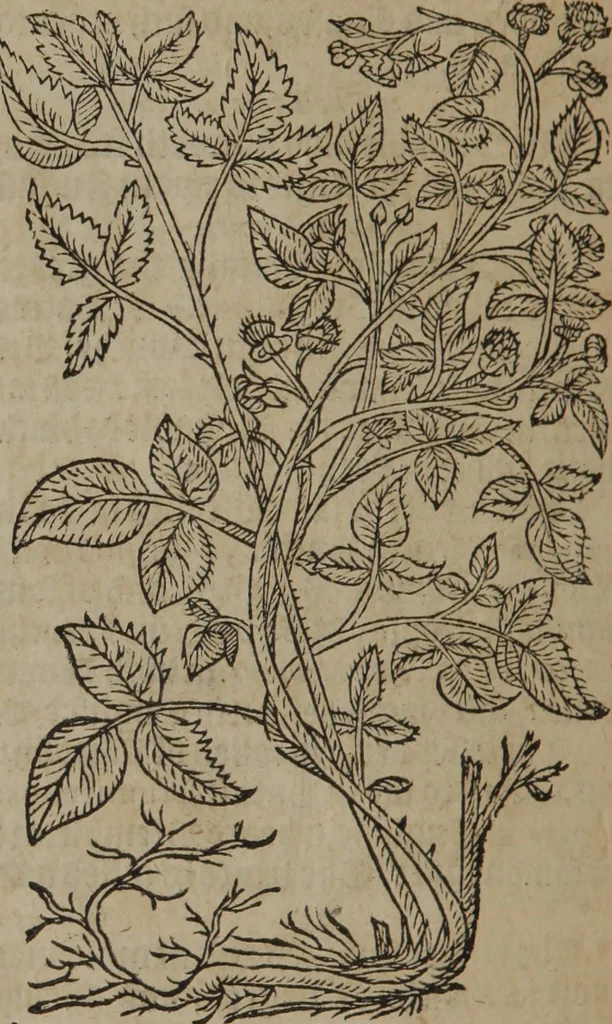 An illustration from A nievve herball, or Historie of plantes : wherein is contayned the whole discourse and perfect description of all sortes of herbes and plantes : their divers & sundry kindes ... and that not onely of those whiche are here growyng in this our countrie of Englande, but of all others also of forrayne realmes commonly used in physicke ; first set foorth in the Doutche or Almaigne tongue, 1578, leaf 689