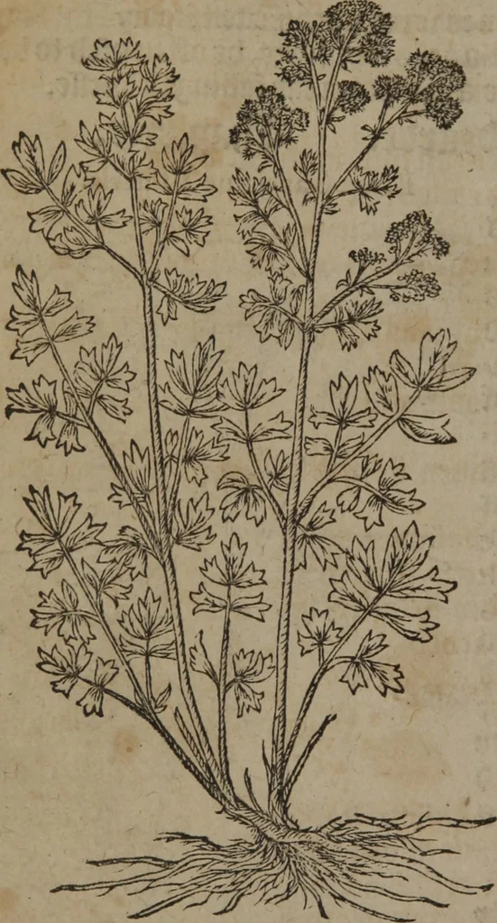 An illustration from A nievve herball, or Historie of plantes : wherein is contayned the whole discourse and perfect description of all sortes of herbes and plantes : their divers & sundry kindes ... and that not onely of those whiche are here growyng in this our countrie of Englande, but of all others also of forrayne realmes commonly used in physicke ; first set foorth in the Doutche or Almaigne tongue, 1578, leaf 69