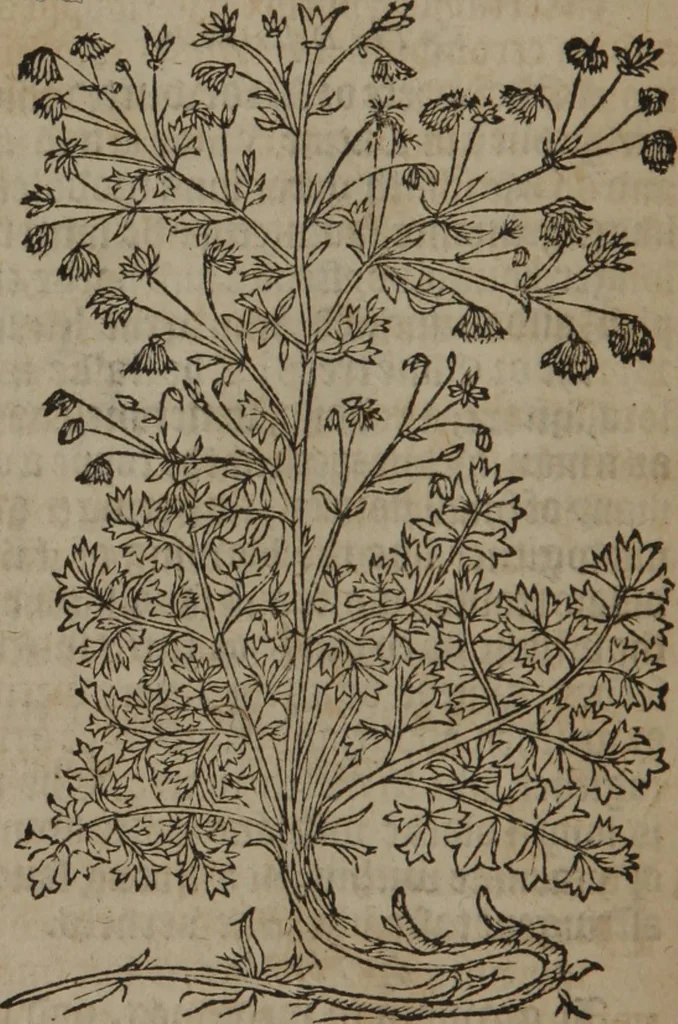 An illustration from A nievve herball, or Historie of plantes : wherein is contayned the whole discourse and perfect description of all sortes of herbes and plantes : their divers & sundry kindes ... and that not onely of those whiche are here growyng in this our countrie of Englande, but of all others also of forrayne realmes commonly used in physicke ; first set foorth in the Doutche or Almaigne tongue, 1578, leaf 69