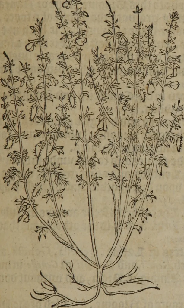 An illustration from A nievve herball, or Historie of plantes : wherein is contayned the whole discourse and perfect description of all sortes of herbes and plantes : their divers & sundry kindes ... and that not onely of those whiche are here growyng in this our countrie of Englande, but of all others also of forrayne realmes commonly used in physicke ; first set foorth in the Doutche or Almaigne tongue, 1578, leaf 690