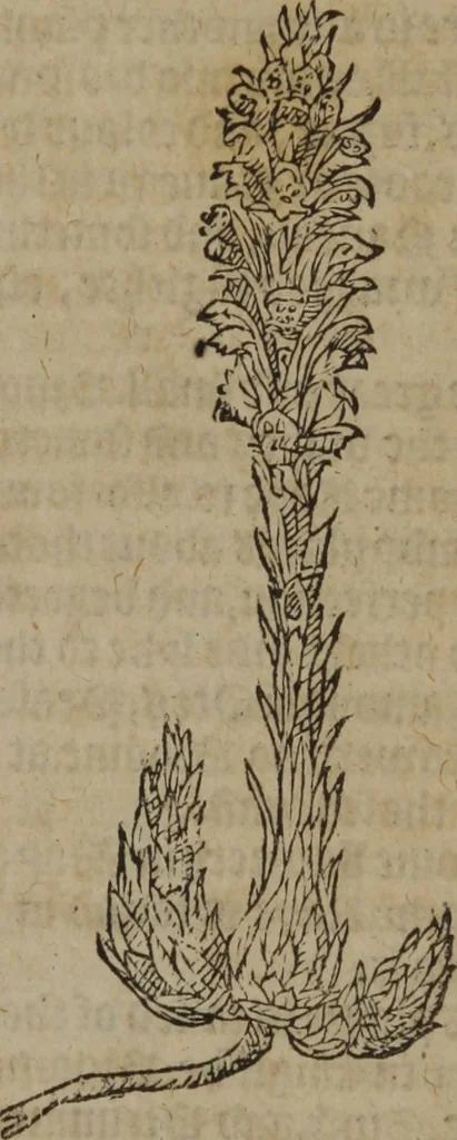 An illustration from A nievve herball, or Historie of plantes : wherein is contayned the whole discourse and perfect description of all sortes of herbes and plantes : their divers & sundry kindes ... and that not onely of those whiche are here growyng in this our countrie of Englande, but of all others also of forrayne realmes commonly used in physicke ; first set foorth in the Doutche or Almaigne tongue, 1578, leaf 690