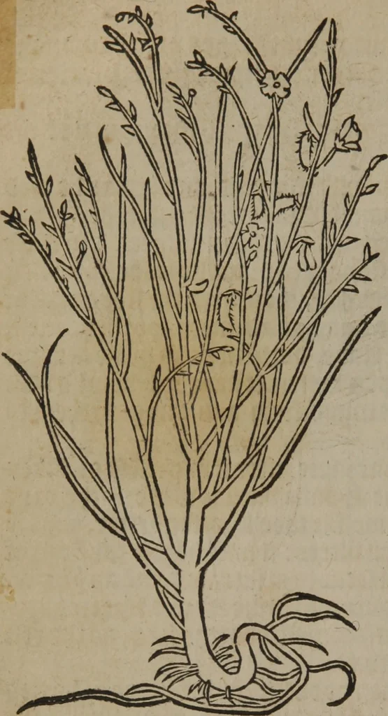 An illustration from A nievve herball, or Historie of plantes : wherein is contayned the whole discourse and perfect description of all sortes of herbes and plantes : their divers & sundry kindes ... and that not onely of those whiche are here growyng in this our countrie of Englande, but of all others also of forrayne realmes commonly used in physicke ; first set foorth in the Doutche or Almaigne tongue, 1578, leaf 693