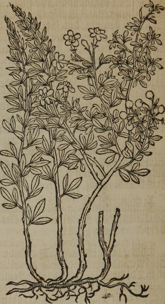An illustration from A nievve herball, or Historie of plantes : wherein is contayned the whole discourse and perfect description of all sortes of herbes and plantes : their divers & sundry kindes ... and that not onely of those whiche are here growyng in this our countrie of Englande, but of all others also of forrayne realmes commonly used in physicke ; first set foorth in the Doutche or Almaigne tongue, 1578, leaf 693