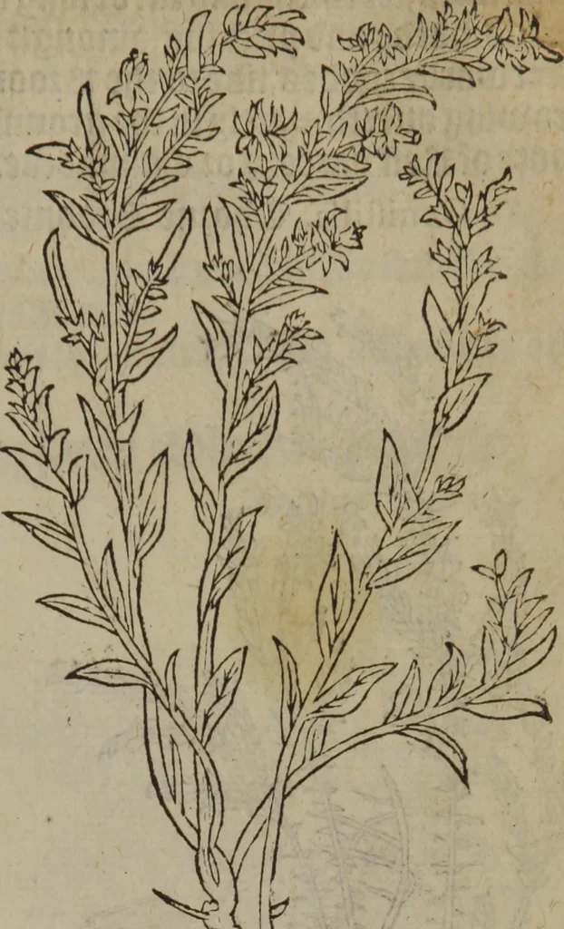 An illustration from A nievve herball, or Historie of plantes : wherein is contayned the whole discourse and perfect description of all sortes of herbes and plantes : their divers & sundry kindes ... and that not onely of those whiche are here growyng in this our countrie of Englande, but of all others also of forrayne realmes commonly used in physicke ; first set foorth in the Doutche or Almaigne tongue, 1578, leaf 694