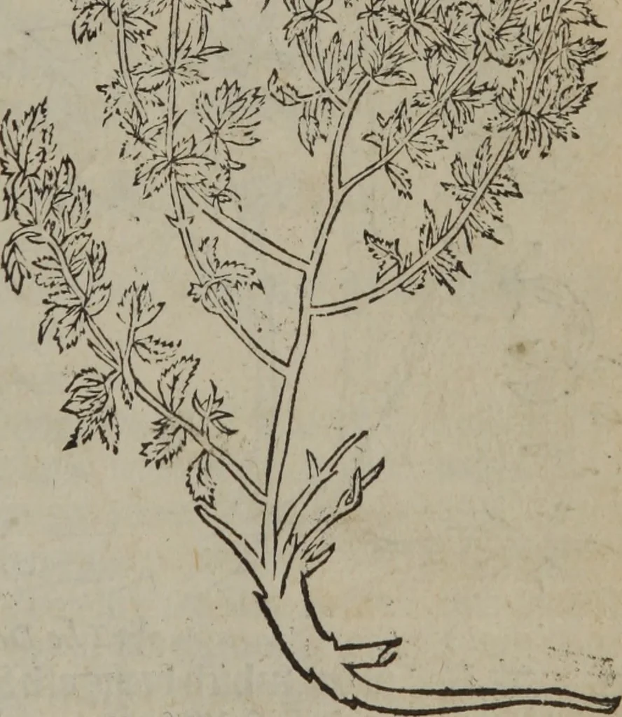 An illustration from A nievve herball, or Historie of plantes : wherein is contayned the whole discourse and perfect description of all sortes of herbes and plantes : their divers & sundry kindes ... and that not onely of those whiche are here growyng in this our countrie of Englande, but of all others also of forrayne realmes commonly used in physicke ; first set foorth in the Doutche or Almaigne tongue, 1578, leaf 696