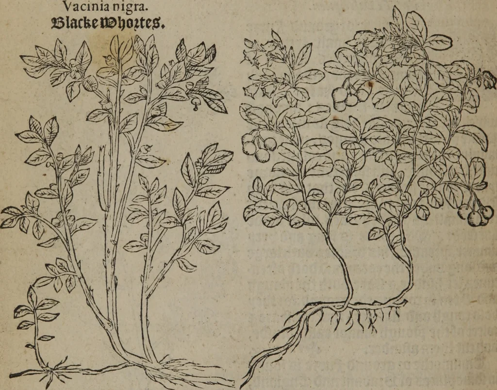An illustration from A nievve herball, or Historie of plantes : wherein is contayned the whole discourse and perfect description of all sortes of herbes and plantes : their divers & sundry kindes ... and that not onely of those whiche are here growyng in this our countrie of Englande, but of all others also of forrayne realmes commonly used in physicke ; first set foorth in the Doutche or Almaigne tongue, 1578, leaf 697