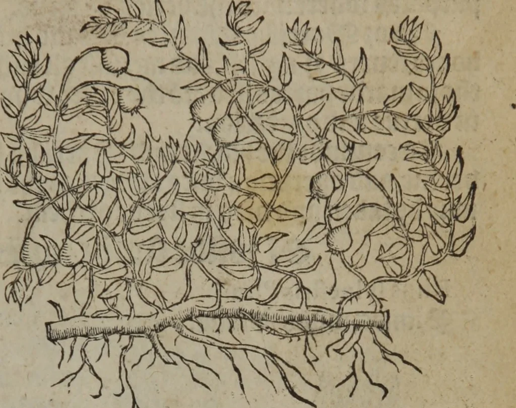 An illustration from A nievve herball, or Historie of plantes : wherein is contayned the whole discourse and perfect description of all sortes of herbes and plantes : their divers & sundry kindes ... and that not onely of those whiche are here growyng in this our countrie of Englande, but of all others also of forrayne realmes commonly used in physicke ; first set foorth in the Doutche or Almaigne tongue, 1578, leaf 698