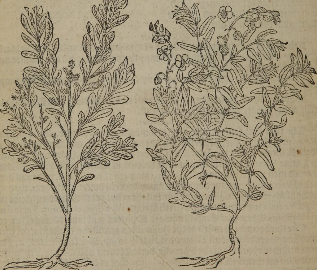 An illustration from A nievve herball, or Historie of plantes : wherein is contayned the whole discourse and perfect description of all sortes of herbes and plantes : their divers & sundry kindes ... and that not onely of those whiche are here growyng in this our countrie of Englande, but of all others also of forrayne realmes commonly used in physicke ; first set foorth in the Doutche or Almaigne tongue, 1578, leaf 699