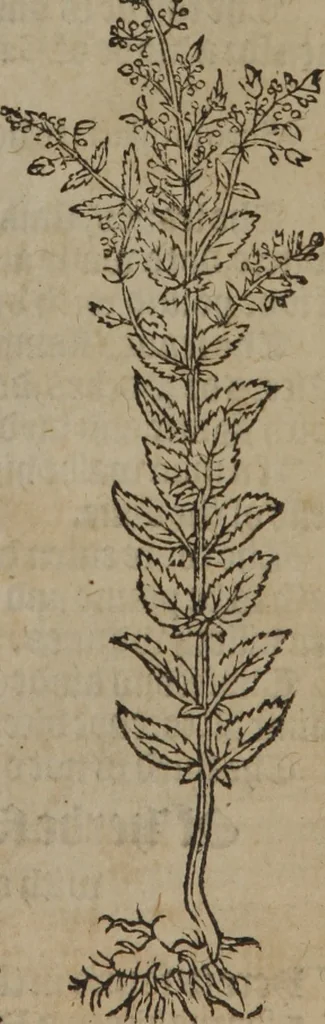 An illustration from A nievve herball, or Historie of plantes : wherein is contayned the whole discourse and perfect description of all sortes of herbes and plantes : their divers & sundry kindes ... and that not onely of those whiche are here growyng in this our countrie of Englande, but of all others also of forrayne realmes commonly used in physicke ; first set foorth in the Doutche or Almaigne tongue, 1578, leaf 70