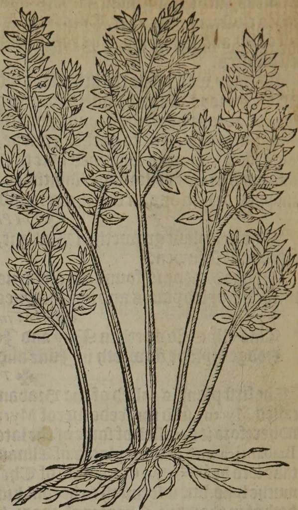 An illustration from A nievve herball, or Historie of plantes : wherein is contayned the whole discourse and perfect description of all sortes of herbes and plantes : their divers & sundry kindes ... and that not onely of those whiche are here growyng in this our countrie of Englande, but of all others also of forrayne realmes commonly used in physicke ; first set foorth in the Doutche or Almaigne tongue, 1578, leaf 701
