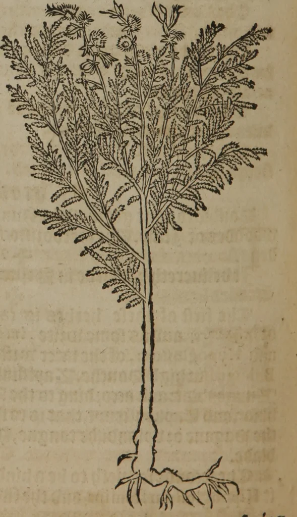 An illustration from A nievve herball, or Historie of plantes : wherein is contayned the whole discourse and perfect description of all sortes of herbes and plantes : their divers & sundry kindes ... and that not onely of those whiche are here growyng in this our countrie of Englande, but of all others also of forrayne realmes commonly used in physicke ; first set foorth in the Doutche or Almaigne tongue, 1578, leaf 703