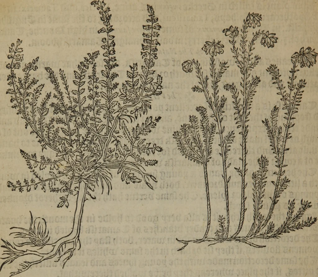 An illustration from A nievve herball, or Historie of plantes : wherein is contayned the whole discourse and perfect description of all sortes of herbes and plantes : their divers & sundry kindes ... and that not onely of those whiche are here growyng in this our countrie of Englande, but of all others also of forrayne realmes commonly used in physicke ; first set foorth in the Doutche or Almaigne tongue, 1578, leaf 705