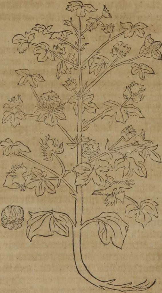 An illustration from A nievve herball, or Historie of plantes : wherein is contayned the whole discourse and perfect description of all sortes of herbes and plantes : their divers & sundry kindes ... and that not onely of those whiche are here growyng in this our countrie of Englande, but of all others also of forrayne realmes commonly used in physicke ; first set foorth in the Doutche or Almaigne tongue, 1578, leaf 706