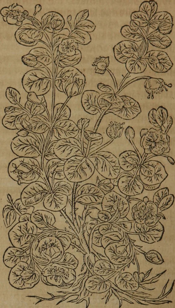 An illustration from A nievve herball, or Historie of plantes : wherein is contayned the whole discourse and perfect description of all sortes of herbes and plantes : their divers & sundry kindes ... and that not onely of those whiche are here growyng in this our countrie of Englande, but of all others also of forrayne realmes commonly used in physicke ; first set foorth in the Doutche or Almaigne tongue, 1578, leaf 707