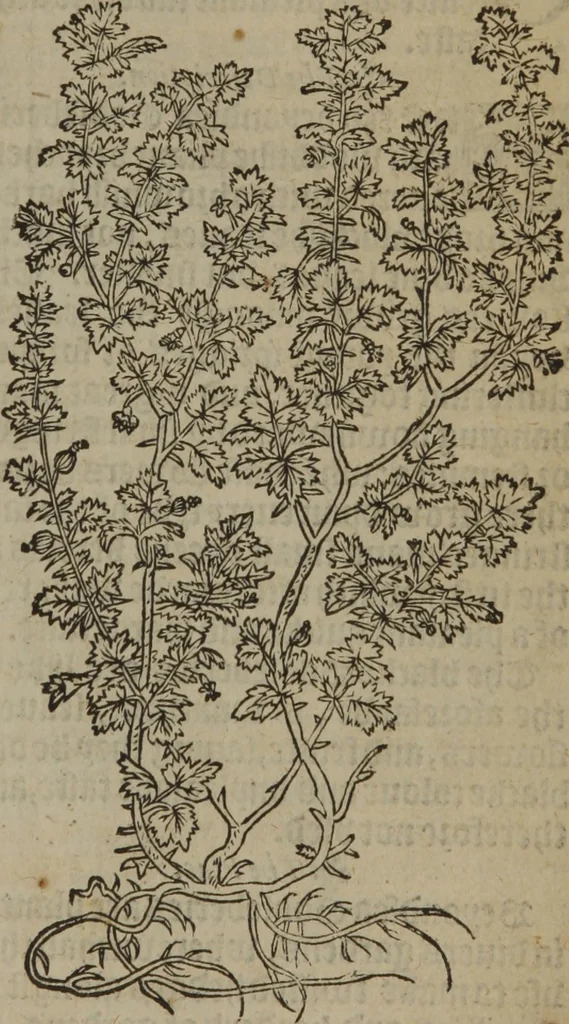 An illustration from A nievve herball, or Historie of plantes : wherein is contayned the whole discourse and perfect description of all sortes of herbes and plantes : their divers & sundry kindes ... and that not onely of those whiche are here growyng in this our countrie of Englande, but of all others also of forrayne realmes commonly used in physicke ; first set foorth in the Doutche or Almaigne tongue, 1578, leaf 708
